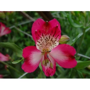 Sweet Eclipse Sweet Eclipse