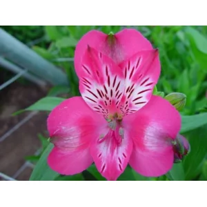 Аркелин Аркелин